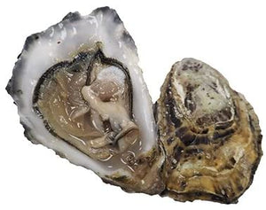 365  Oysters Rock Live Mersea  250-300g  x25s