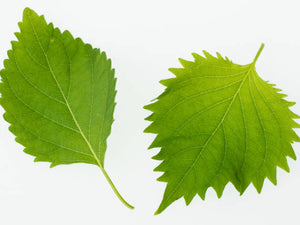 Shiso Leaf Green. 30g