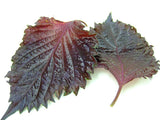 SUP. Shiso Leaf Red. 30g