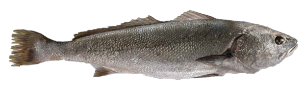 2170 STICK. Stone Bass (Meagre) Whole  4-9kg  each. priced by Kg