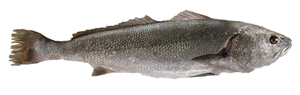 2170  Stone Bass (Meagre) Whole  4-9kg  each. priced by Kg