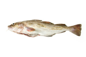 018  Cod Whole - H/Less  2kg+  Each.  priced by kg