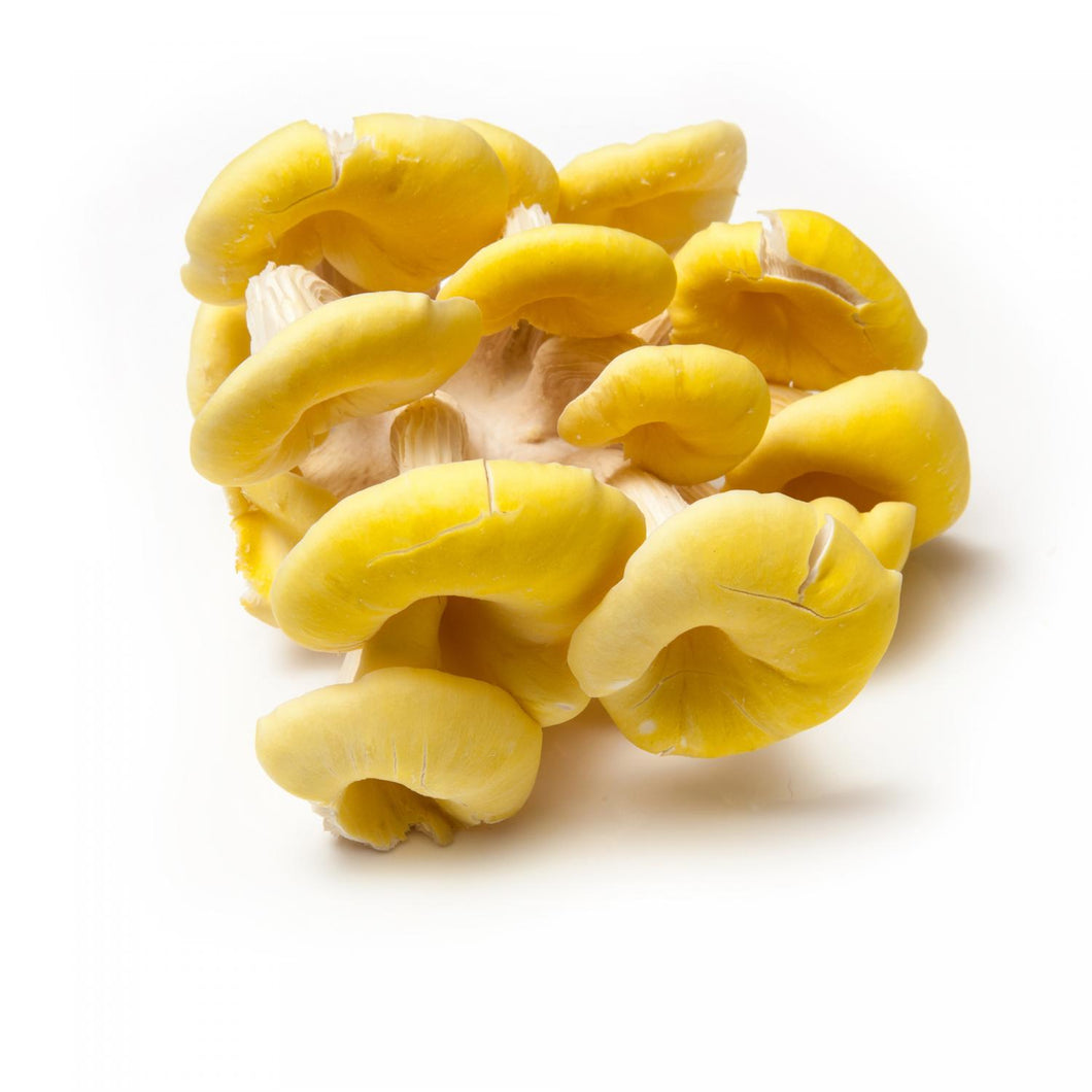Yellow Oyster Mushroom Kilo